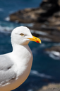 Regard marin