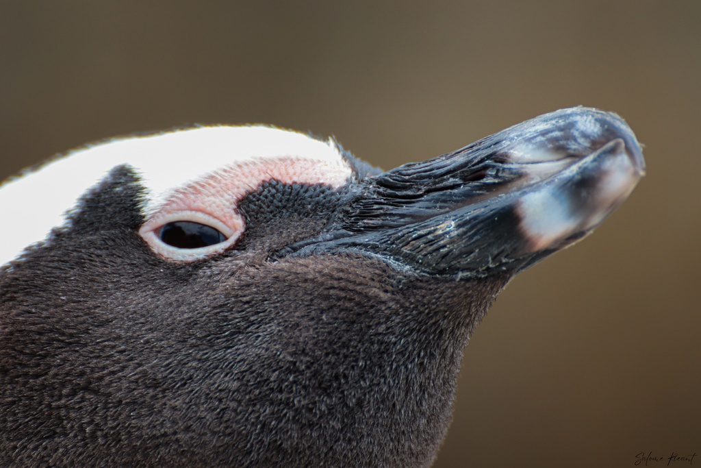 Dans les yeux de Boulders Beach