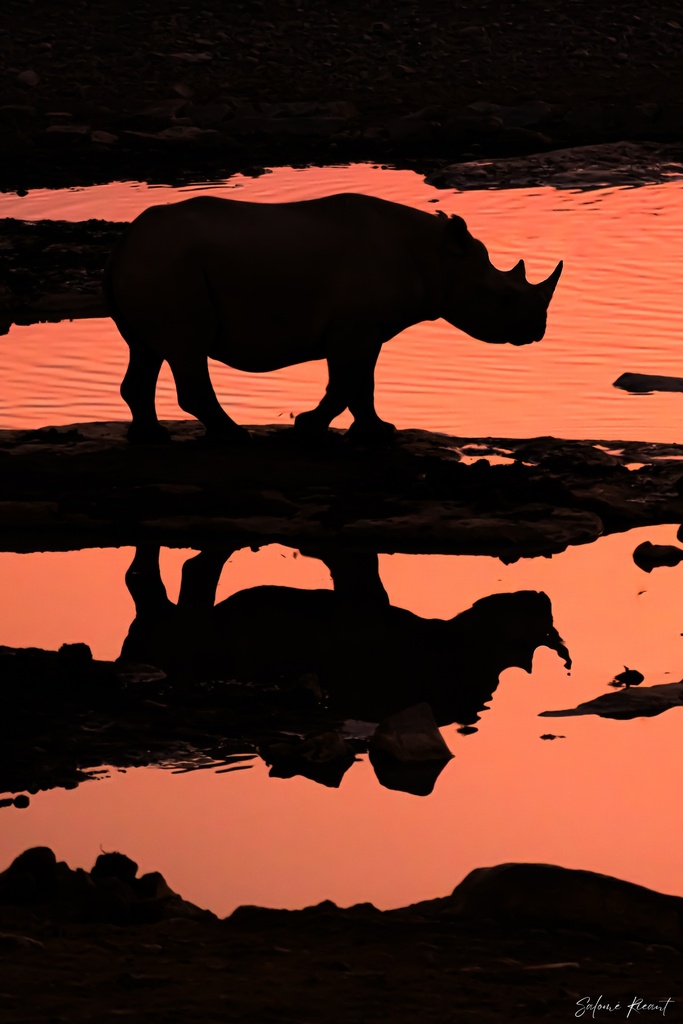 Rhino en miroir (Papier d'art, 30x40cm, Avec marges)