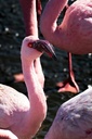 La vie en rose - 01