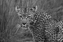 Regard perçant N&B