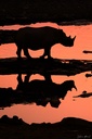 Rhino en miroir