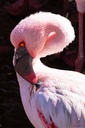 La vie en rose - 03