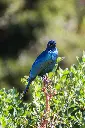 Plumage bleu