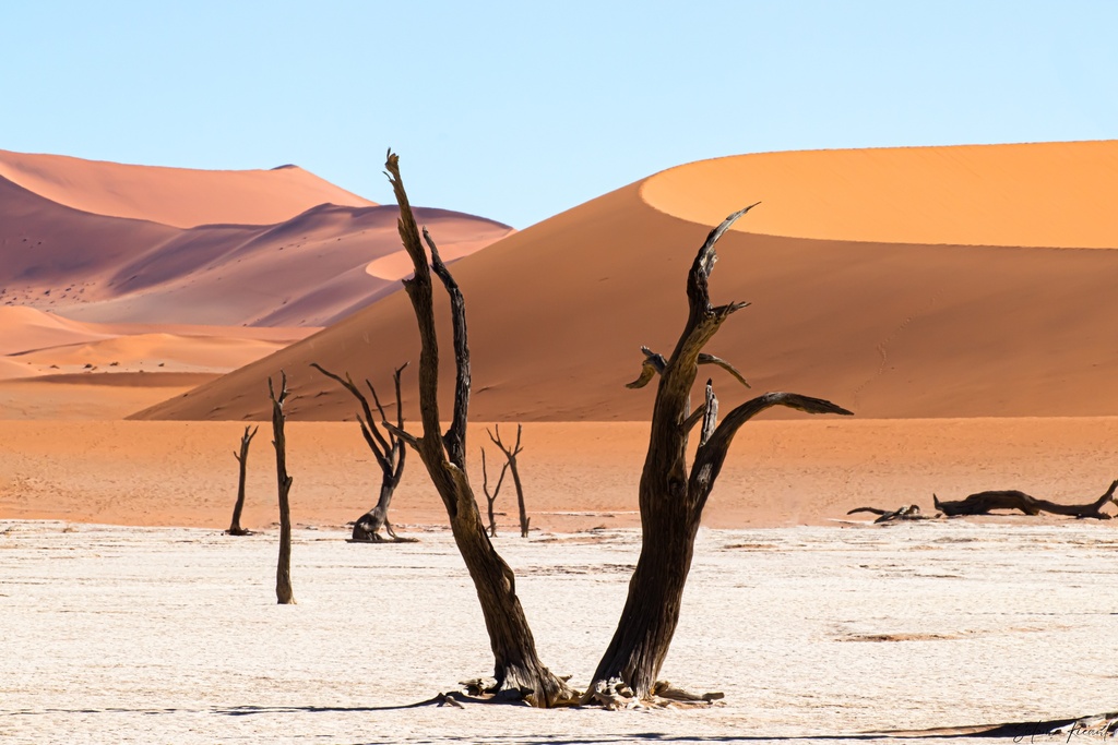 Vestige du desert