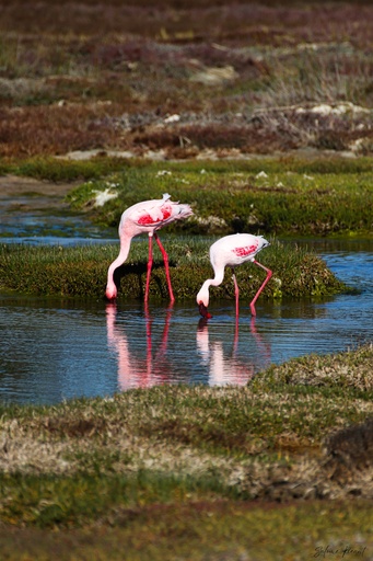 Le ballet des marais
