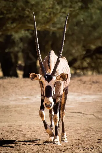 Sur les pas d'un oryx